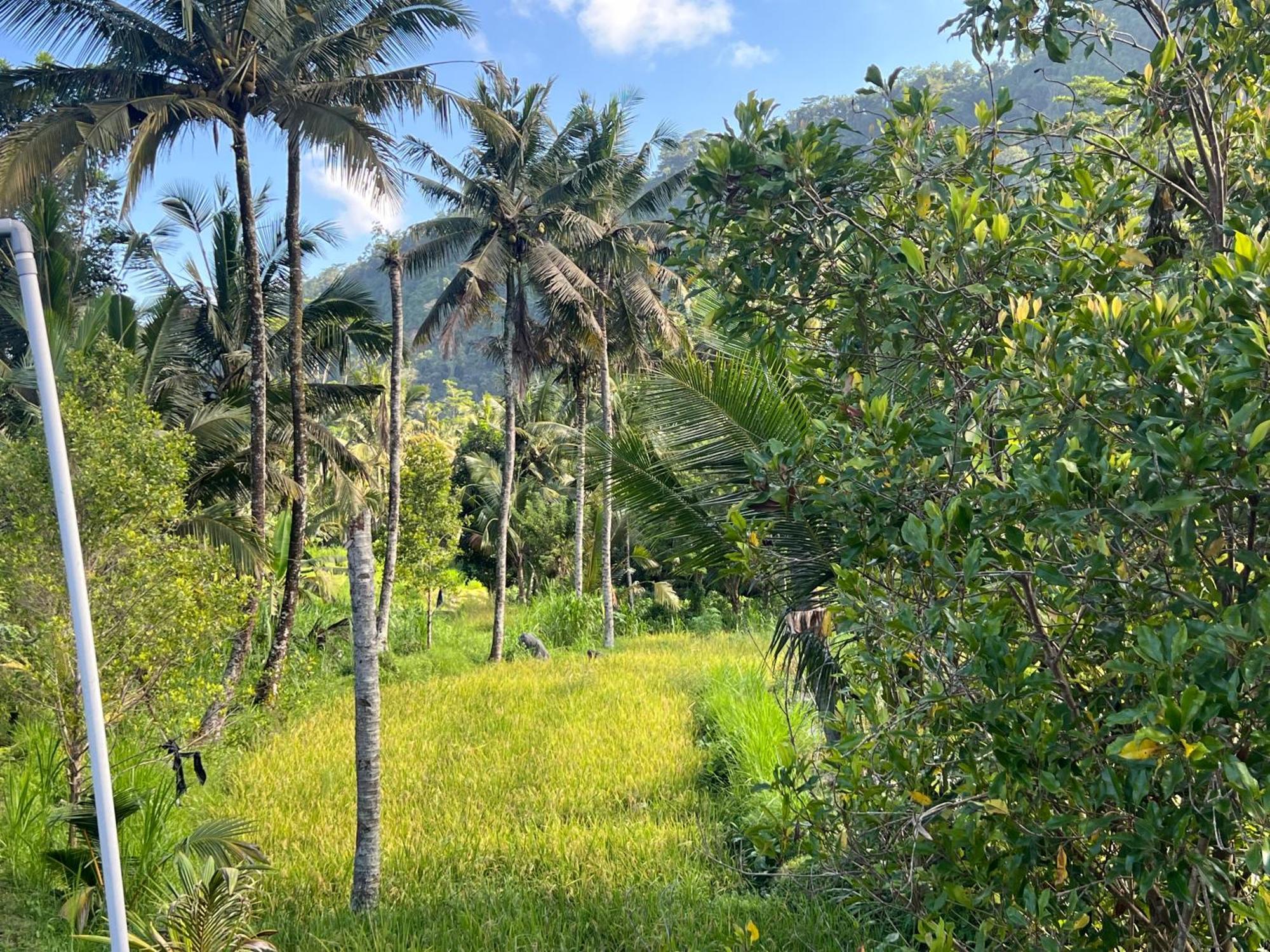 Villa Joglo Tepi Sungai Sidemen  Ngoại thất bức ảnh